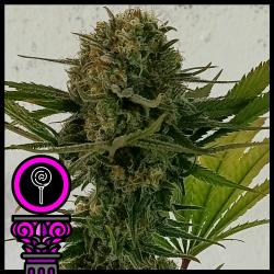 DOMUS SEEDS - BLACK SCOTT'S OG FEM - 5 SEMI