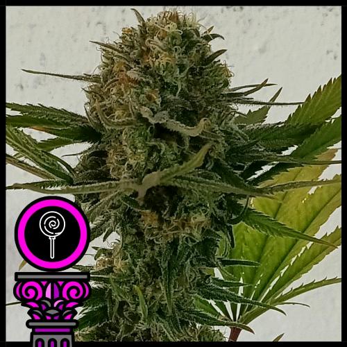 DOMUS SEEDS - BLACK SCOTT'S OG FEM - 5 SEMI