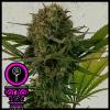 DOMUS SEEDS - BLACK SCOTT'S OG FEM - 3 SEMI