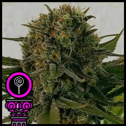 DOMUS SEEDS - BLACK SCOTT'S OG FEM - 3 SEEDS