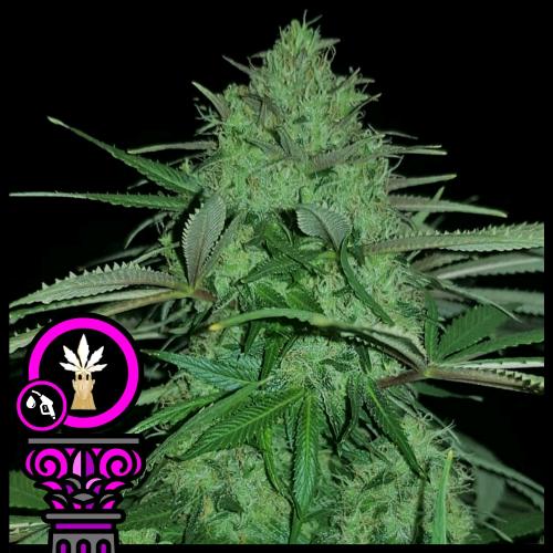 DOMUS SEEDS - BLAZAR FEM - 3 SEEDS