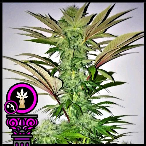 DOMUS SEEDS - BLAZAR FEM - 3 SEEDS