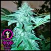 DOMUS SEEDS - BLUE CHEESE FEM - 3 SEMI