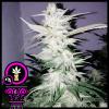DOMUS SEEDS - BRUCE BANNER FEM - 3 SEMI