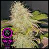 DOMUS SEEDS - GRAN DADDY PURPLE FEM - 3 SEMI