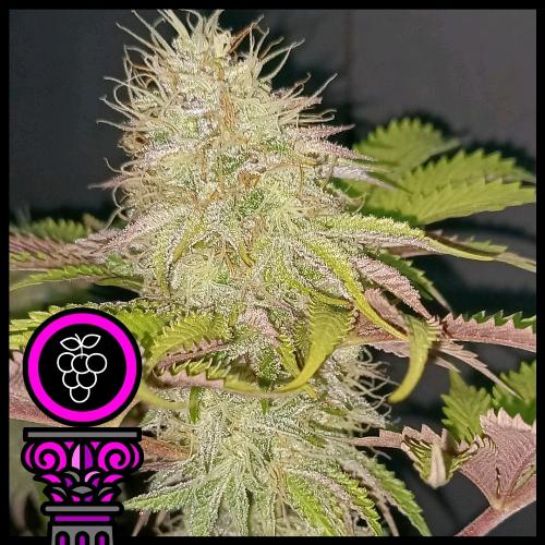 DOMUS SEEDS - GRAN DADDY PURPLE FEM - 3 SEMI