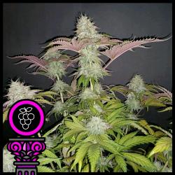 DOMUS SEEDS - GRAN DADDY PURPLE FEM - 3 SEMI