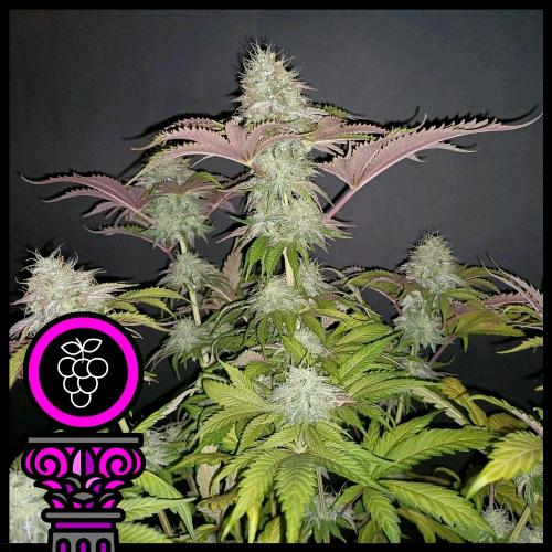 DOMUS SEEDS - GRAN DADDY PURPLE FEM - 3 SEMI