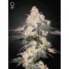 GREEN HOUSE - MOWEETO FEM - 1 SEED