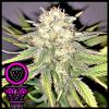 DOMUS SEEDS - ROCK RUNTZER FEM - 3 SEMI