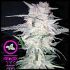 DOMUS SEEDS - SILVER BANNER FEM - 3 SEMI