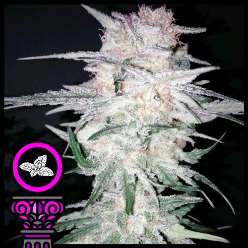 DOMUS SEEDS - SILVER BANNER FEM - 3 SEEDS