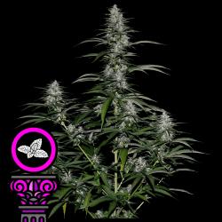 DOMUS SEEDS - SILVER BANNER FEM - 3 SEEDS