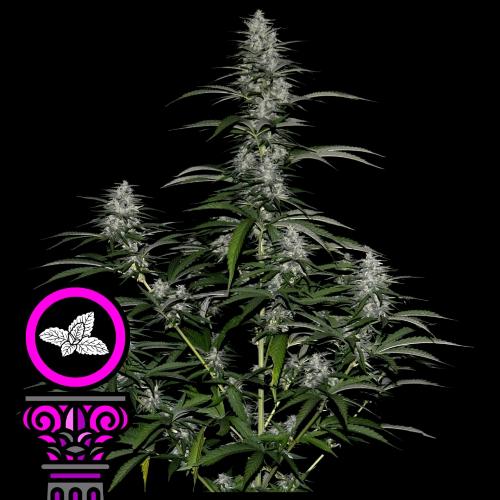DOMUS SEEDS - SILVER BANNER FEM - 3 SEEDS