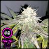 DOMUS SEEDS - TROPICANA PURPLE COOKIES FEM - 3 SEMI