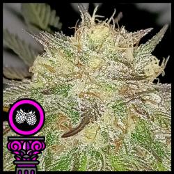 DOMUS SEEDS - TROPICANA PURPLE COOKIES FEM - 5 SEMI
