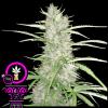 DOMUS SEEDS - WHITE FRUIT FEM - 3 SEMI