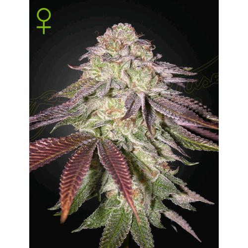 GREEN HOUSE - SUGARLATO AUTO - 5 SEMI