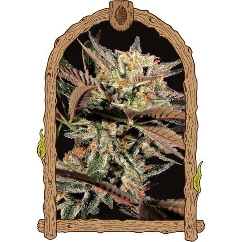 EXOTIC - AMNESIA NR.7 FEM - 5 SEEDS
