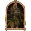 EXOTIC - EXOTIC COLOURS FEM - 10 SEEDS