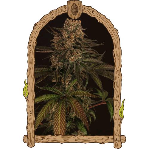 EXOTIC - EXOTIC COLOURS FEM - 10 SEEDS