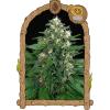 EXOTIC - EXOTIC THAI FEM - 3 SEEDS
