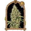 EXOTIC - GIPSY WIDOW FEM - 10 SEMI