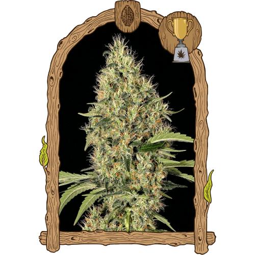 EXOTIC - GIPSY WIDOW FEM - 5 SEEDS
