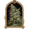 EXOTIC - GREEN GUMMY FEM - 3 SEMI