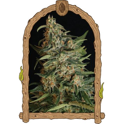 EXOTIC - GREEN GUMMY FEM - 10 SEMI
