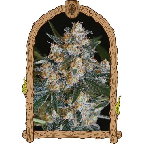 EXOTIC - LEMON CANDY FEM - 5 SEMI