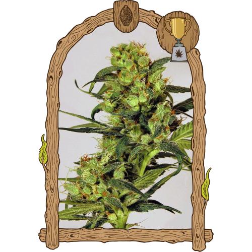 EXOTIC - SPICY BITCH FEM - 5 SEMI
