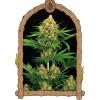 EXOTIC - TANGERINE KUSH FEM - 3 SEMI