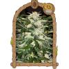EXOTIC - MONSTER MASH AUTO - 10 SEEDS