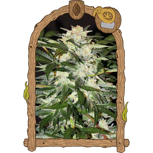 EXOTIC - MONSTER MASH AUTO - 10 SEEDS