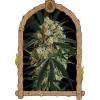 EXOTIC - AAA - TRIPLE A AUTO - 5 SEEDS