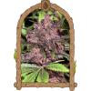 EXOTIC - BLACK HAZE AUTO - 10 SEMI