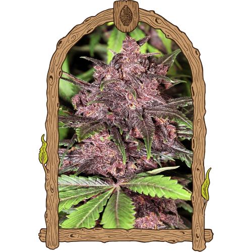EXOTIC - BLACK HAZE AUTO - 10 SEEDS