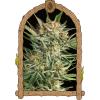 EXOTIC - RUSSIAN AUTOMATIC - 10 SEEDS