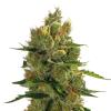 GURU PLANT - BACK TO THE 90' FEM - 10 SEEDS