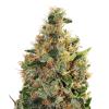 GURU PLANT - BEATNIKUSH FEM - 6 SEEDS