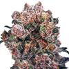 DUTCH PASSION - BLUEBERRY REGULAR - 10 SEEDS