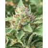 HUMBOLDT SEED COMPANY - APPLE BLOSSOM FEM - 10 SEMI