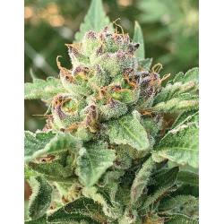 HUMBOLDT SEED COMPANY - APPLE BLOSSOM FEM - 3 SEMI