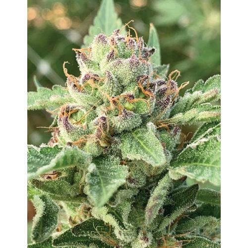 HUMBOLDT SEED COMPANY - APPLE BLOSSOM FEM - 3 SEMI