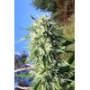 HUMBOLDT SEED COMPANY - BANANA MANGO FEM - 10 SEMI