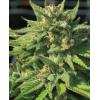 HUMBOLDT SEED COMPANY - BIGFOOT GLUE FEM - 10 SEMI