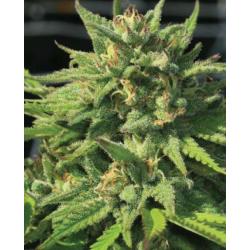 HUMBOLDT SEED COMPANY - BIGFOOT GLUE FEM - 10 SEMI
