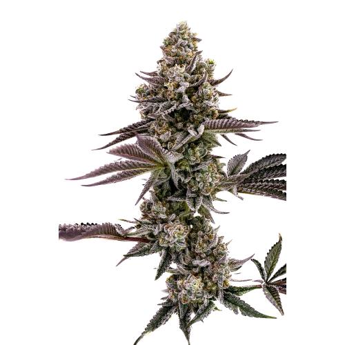 HUMBOLDT SEED COMPANY - BLUEBERRY CUPCAKE FEM - 5 SEMI