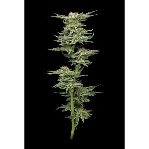 HUMBOLDT SEED COMPANY - BLUEBERRY MUFFIN FEM - 10 SEEDS